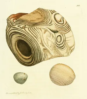 Striped Flints (Silex quartzum) by James Sowerby, from British Mineralogy (1802–17)