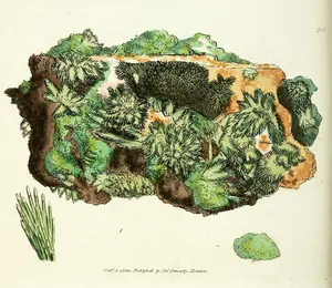 Arseniate of Copper (Cuprum arseniatum) by James Sowerby, from British Mineralogy (1802–17)