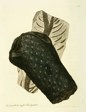 Plant-formed Coal (Carbo bituminosus) by James Sowerby, from British Mineralogy (1802–17)